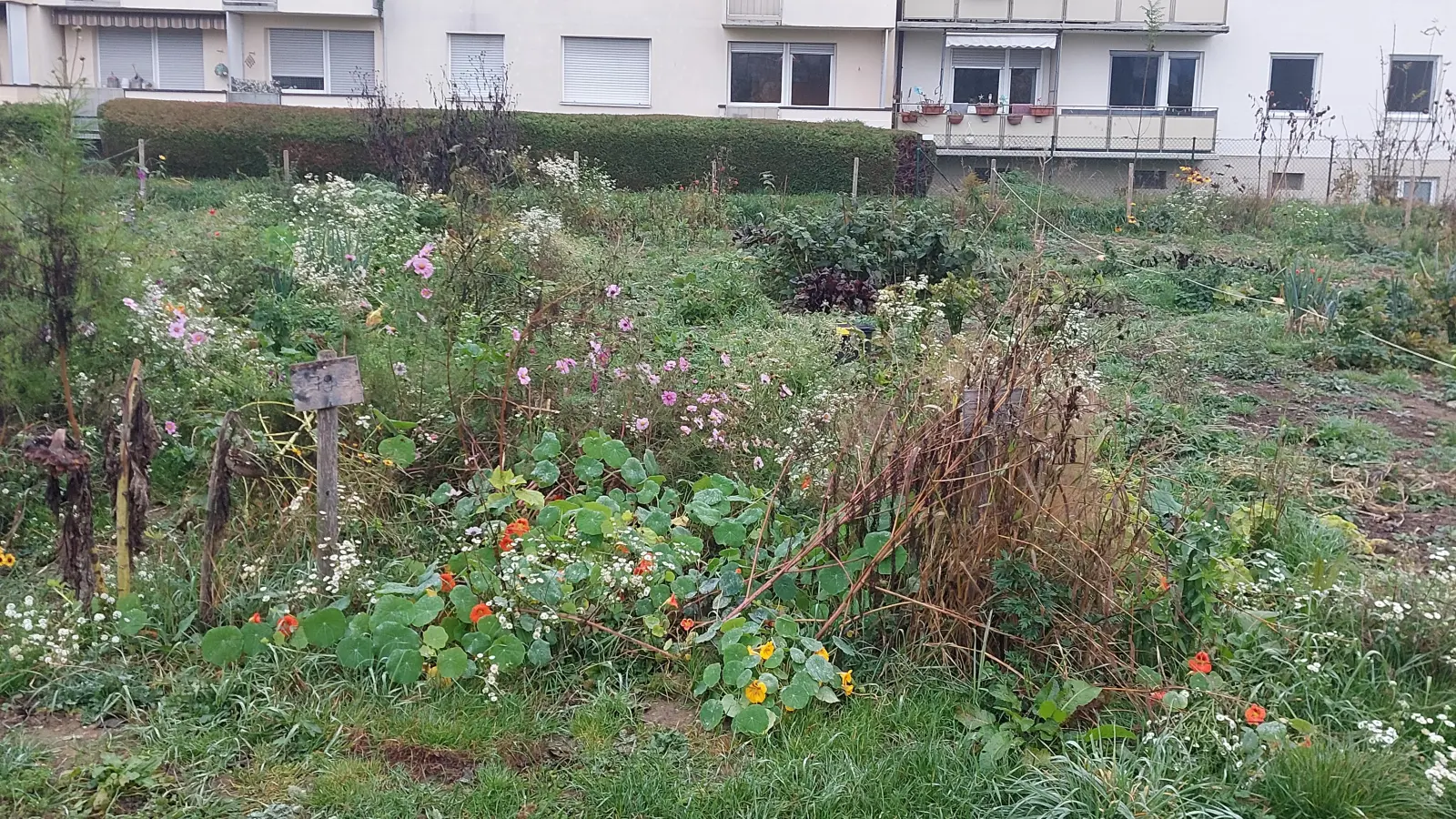 Gärtnern mitten in der Stadt: Wo dies im Hasenbergl möglich ist, erfahren die Teilnehmer der Erkundungstour von Green City. (Foto: bas)