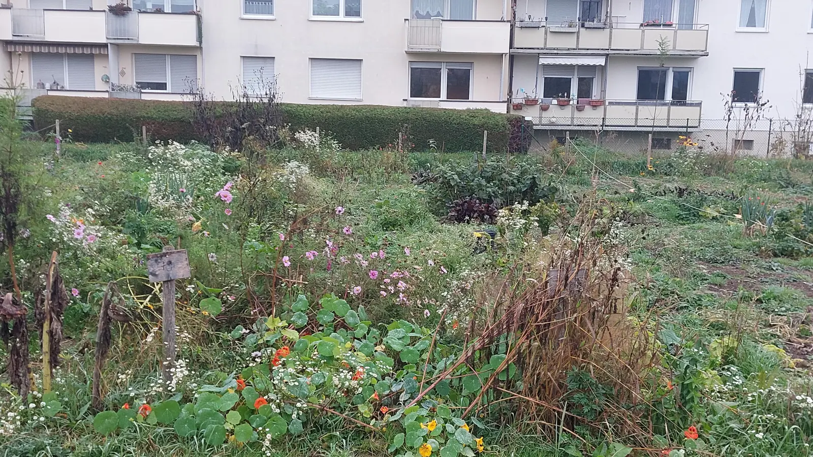 Urban Gardening an der Else-Rosenfeld-Straße: In Berg am Laim soll noch mehr Natur und Vielfalt entstehen. (Foto: bas)