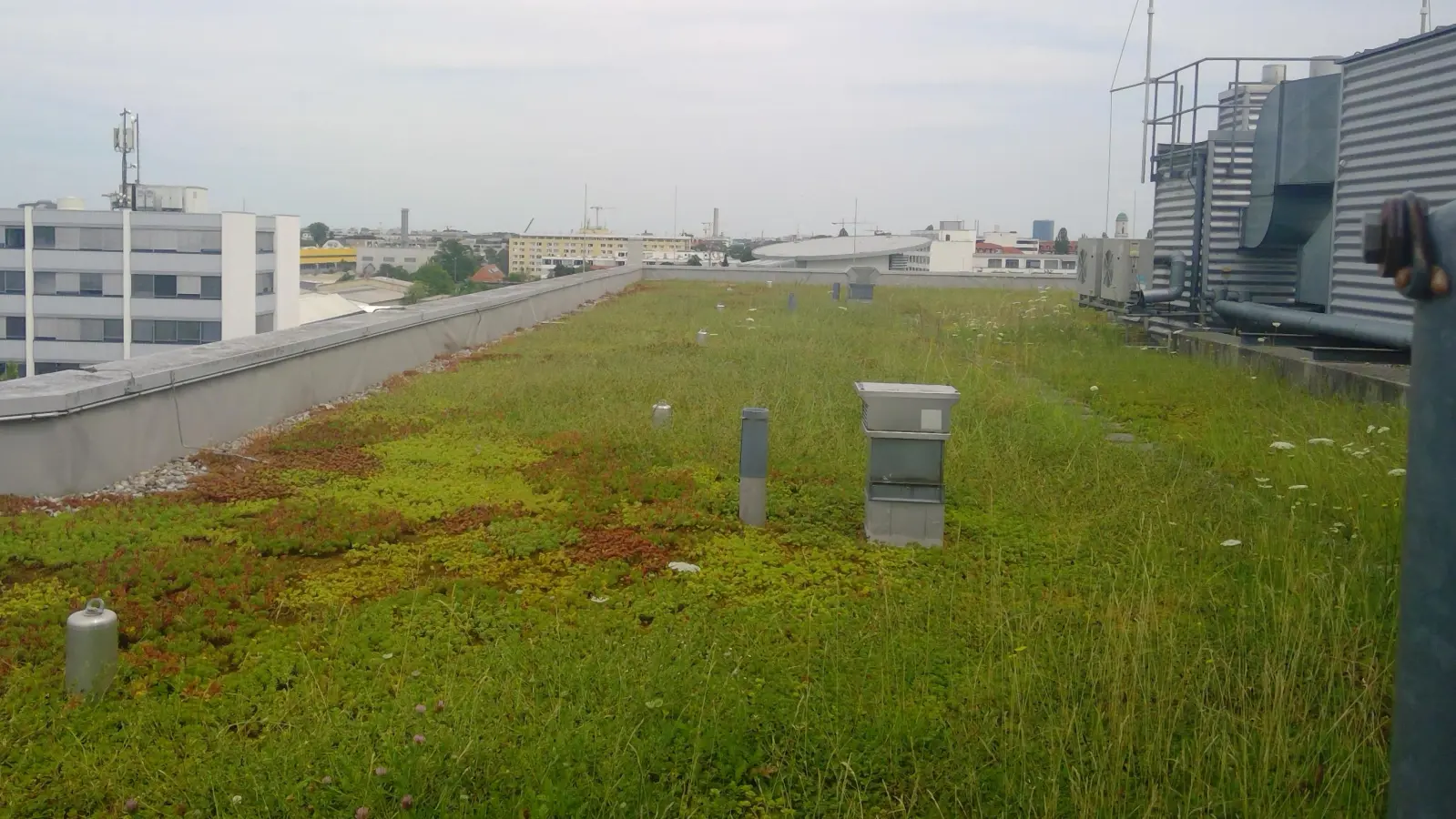 Viele Hausdächer in München sind bereits grün, wie hier in der Moosacher Straße. Die SPD fordert selbiges für Wartehäuschen an Bus- und Tramstationen. (Foto: bs)