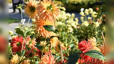 Das Motto lautet (G)Artenvielfalt: Bei dem Fotowettbewerb steht der naturnahe und insektenfreundliche Garten im Vordergrund. (Symbolbild: Daniel Mielcarek)