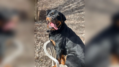 Der Rottweiler „Eddy” sucht einen rottweiler-erfahrenen neuen Besitzer. (Foto: Tierheim Riem)