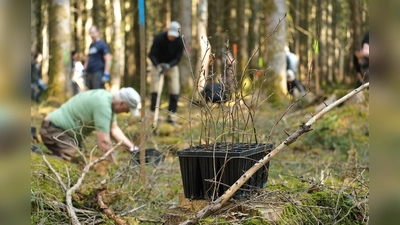 130 Freiwillige pflanzen im Forstenrieder Park Buchen. (Foto: Bergwaldprojekt)