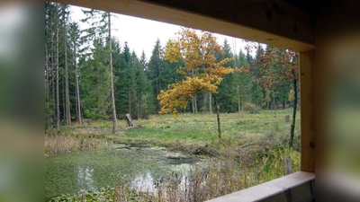 Die Wildbeobachtungsstelle im Forstenrieder Park soll unbeeinträchtigt bleiben. (Foto: job)