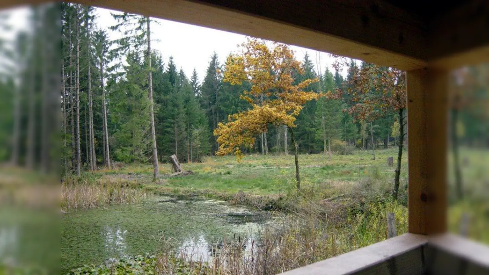 Die Wildbeobachtungsstelle im Forstenrieder Park soll unbeeinträchtigt bleiben. (Foto: job)