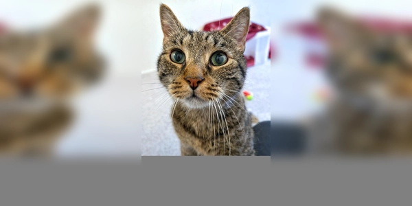 Europäisch Kurzhaar Kater Braunie. (Foto: Tierheim Riem)