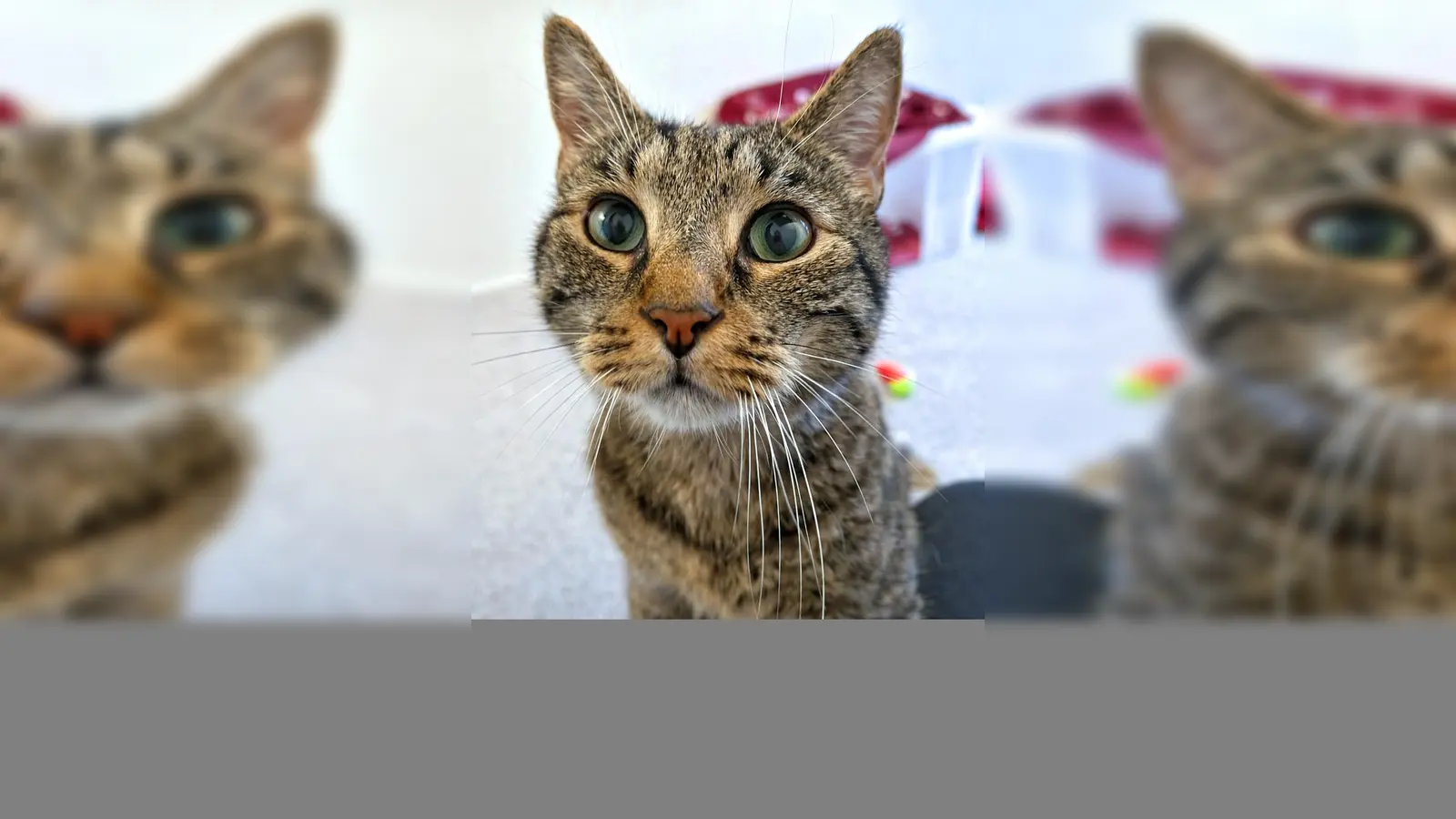 Europäisch Kurzhaar Kater Braunie. (Foto: Tierheim Riem)