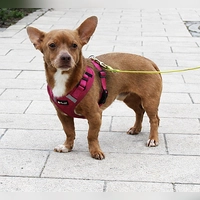 Mikey ist ein schüchterner Chihuahua-Terrier-Mix. (Foto: Tierheim Riem)