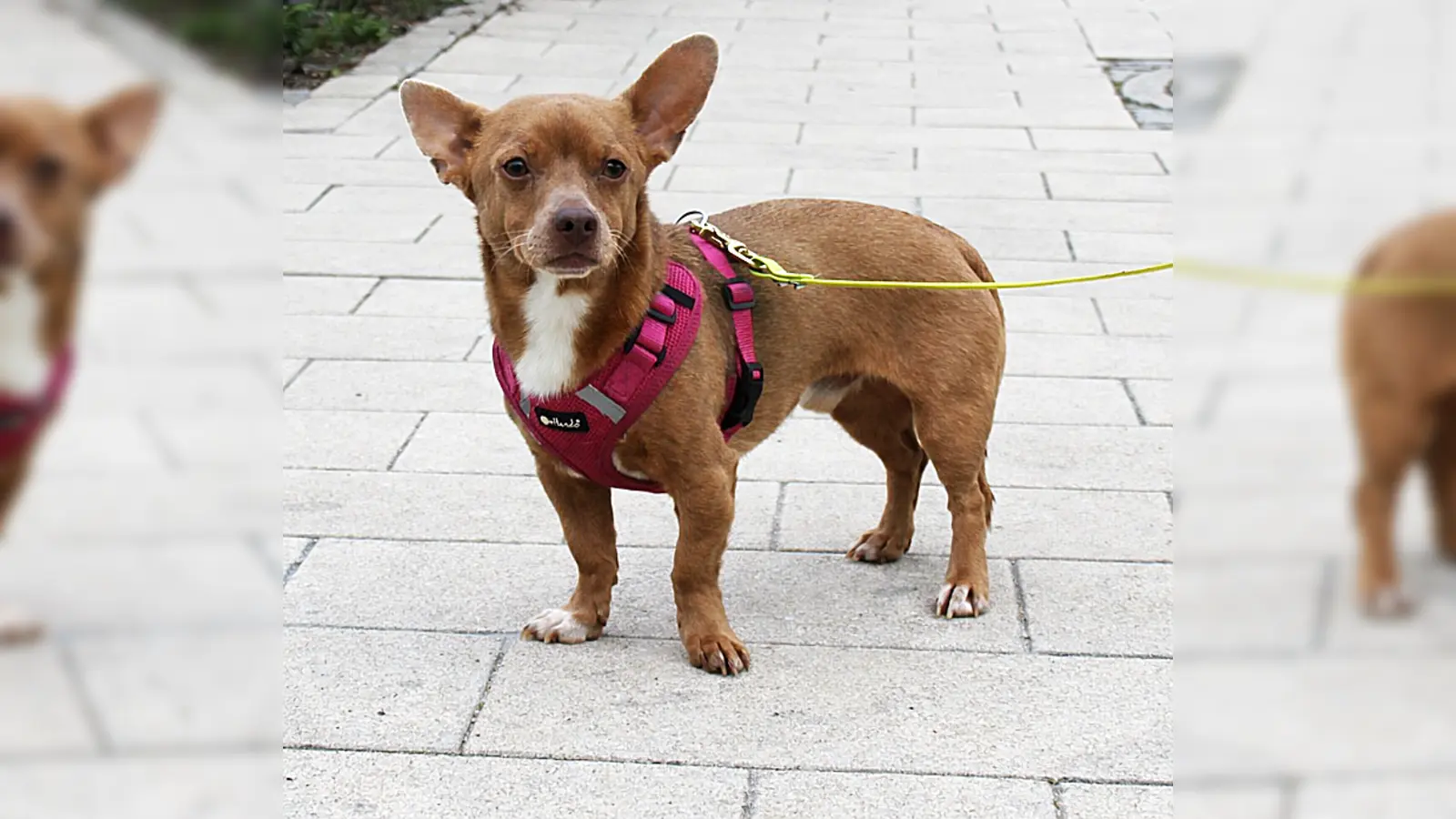 Mikey ist ein schüchterner Chihuahua-Terrier-Mix. (Foto: Tierheim Riem)