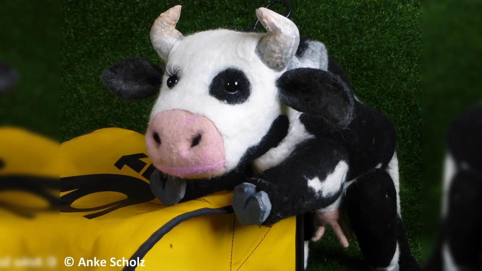 Lieselotte ist nicht irgendeine gewöhnliche Kuh – nein, sie ist eine Postkuh. (Foto: Anke Scholz)