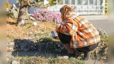 Beim BioBlitz erfasst man mit dem Handy wildlebende Tiere oder Pflanzen und lädt die Bilder über die App „iNaturalist” hoch. (Foto:  Botanischer Garten Leipzig)