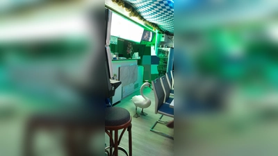 Ungewöhnlicher Gast: Gilchinger Schwan stattet Schmankerl-Eck einen Besuch ab. (Foto: Eva Bauer)