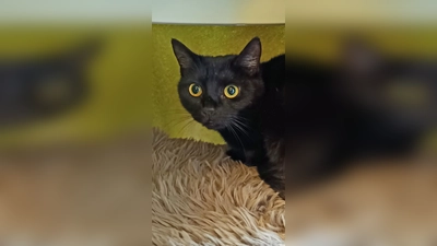 Europäisch Kurzhaar Katze Franzi. (Foto: Tierheim Riem)
