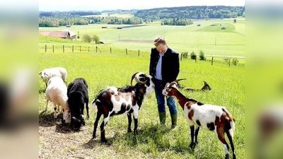 Landrat Robert Niedergesäß schloss bei seiner Naturschutzrundfahrt durch den Landkreis schnell Freundschaft mit dem Tauernschecken Ibo.	 (Foto: E. Schwaiger)