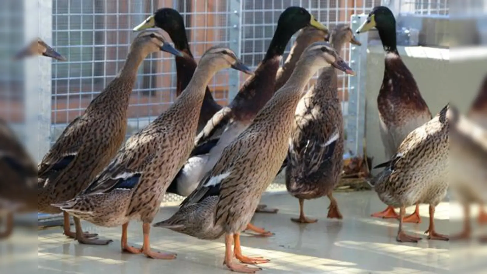 Foto: Tierheim