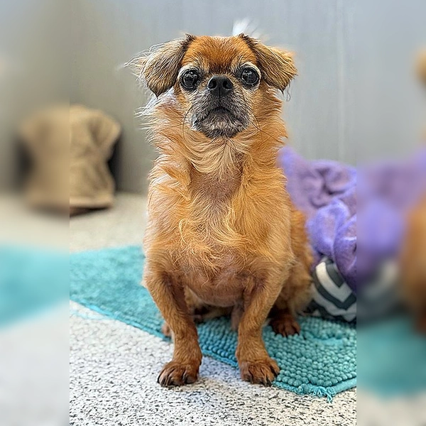 Kastrierter Pekinese-Mix-Rüde Tobi. (Foto: Tierheim Riem)