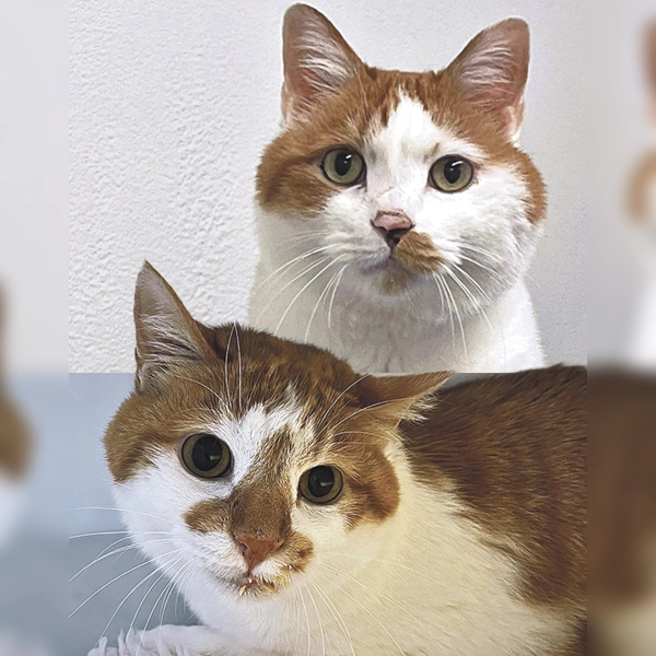 Vinz und Vinzi sind zwei kastrierte Europäisch Kurzhaar Kater. (Foto: Tierheim Riem)