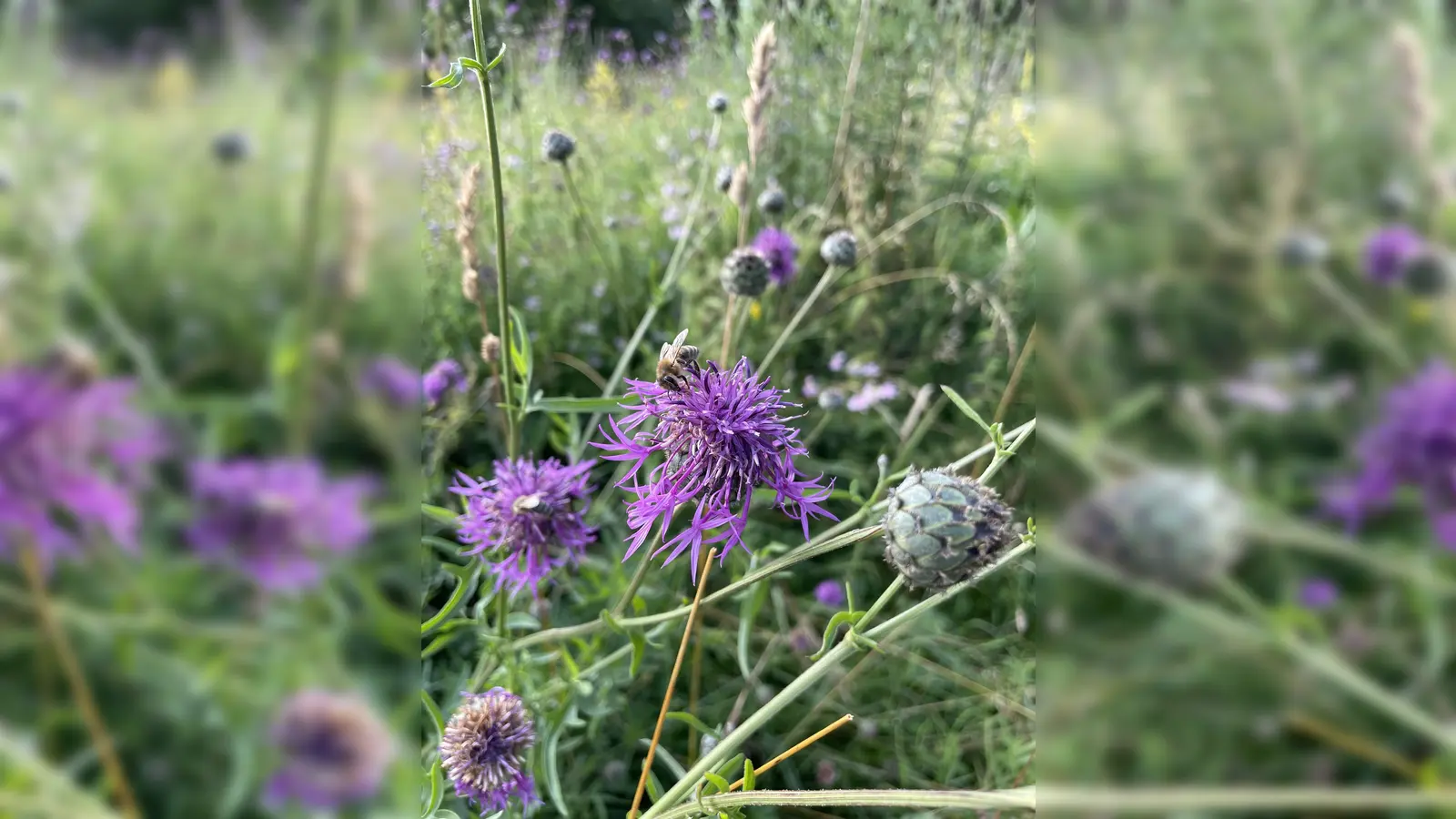 Für Firmen und Privatpersonen, die ihren Garten im Sinne der Biodiversitäts-Strategie gestalten, gibt es jetzt Fördergelder von der Stadt. (Foto: pst)