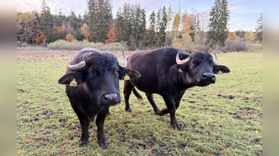 Die zutraulichen Tiere übernehmen die Aufgabe eines Landschaftspflegers (Foto: pst)