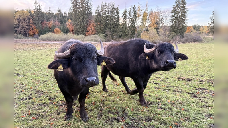 Die zutraulichen Tiere übernehmen die Aufgabe eines Landschaftspflegers (Foto: pst)