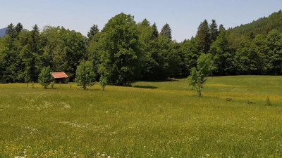 Saftige Blühweisen erfreuen Auge und Ohren. Außerdem sind sie wein wichtiger Lebensraum für Insekten.  (Foto: sd)