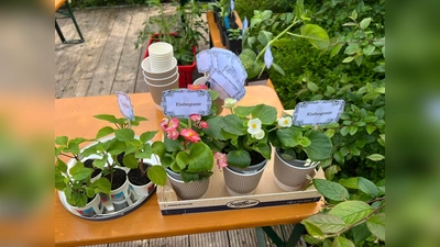 Ob Blumen oder Gemüse: Überzählige Setzlinge und Ableger können in den teilnehmenden Stadtbibliotheken abgegeben werden.  (Foto: Muenchner Stadtbibliothek)