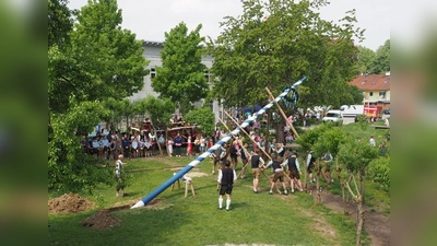 Noch in Schräglage, war der Maibaum bald darauf schon in der Senkrechten.	 (Foto: VA)