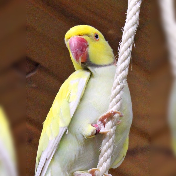 Halsbandsittich Borb. (Foto: Tierheim Riem)