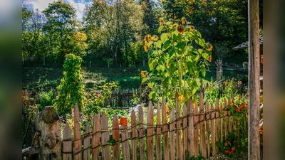 Die letzte Farbenpracht genießen. (Foto: Markus Wasmeier)