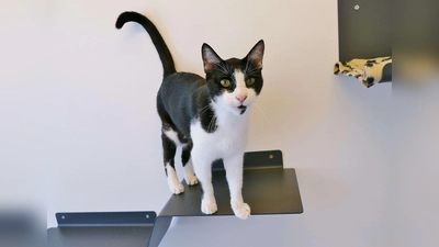 Unser Europäisch Kurzhaar-Kater Graf Vampi. (Foto: Tierheim Riem)
