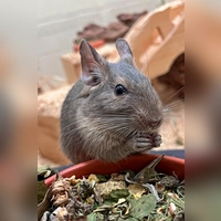 Degu Erbse (Foto: Tierheim Riem)