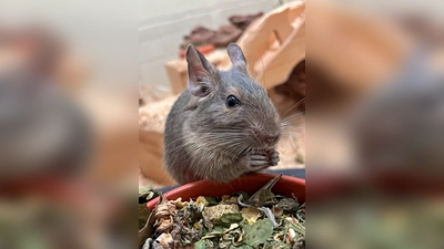Degu Erbse (Foto: Tierheim Riem)