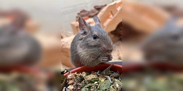 Degu Erbse (Foto: Tierheim Riem)