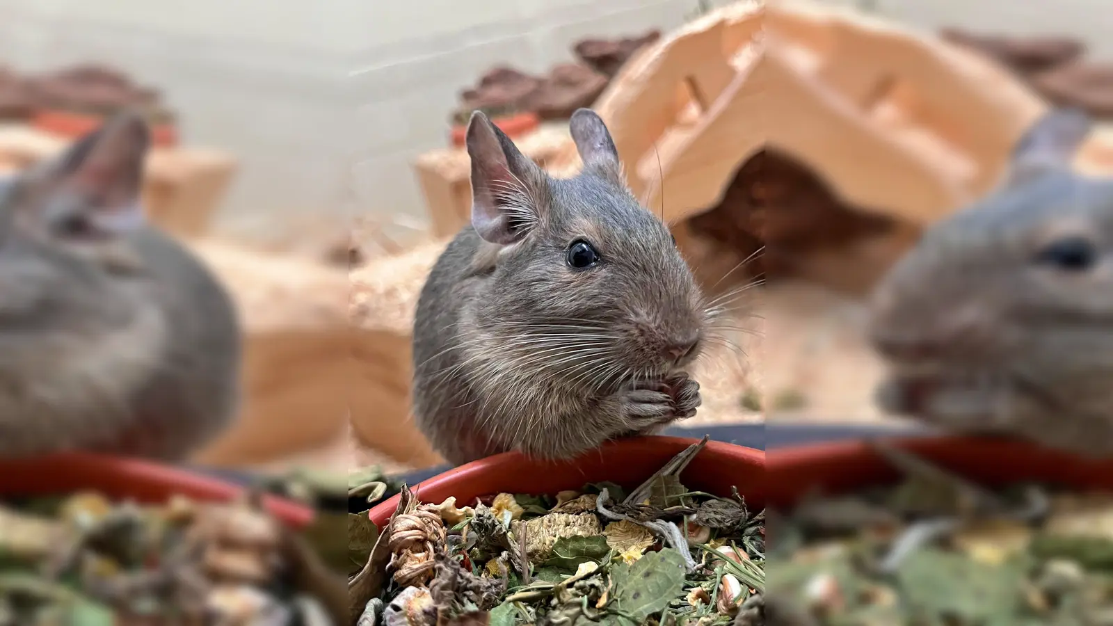 Degu Erbse (Foto: Tierheim Riem)