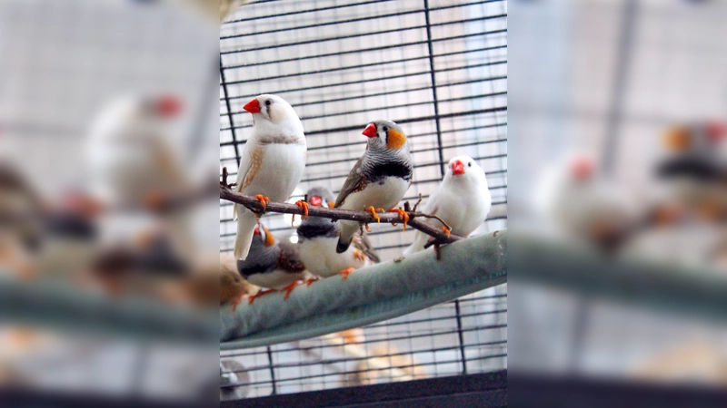 7 Zebrafinken suchen ein liebevolles neues Zuhause. (Foto: Tierheim Riem)