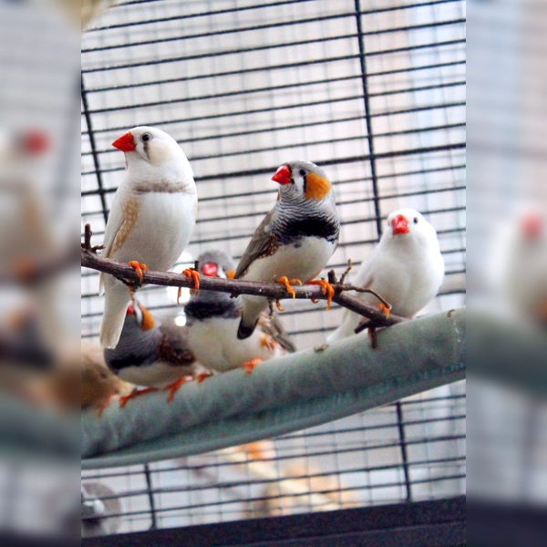 7 Zebrafinken suchen ein liebevolles neues Zuhause. (Foto: Tierheim Riem)
