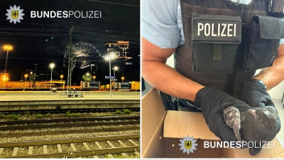 Eine verletzte Täubin wurde von der Bundespolizei am Ostbahnhof gefunden.  (Foto: © Bundespolizei)