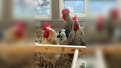 Micki, Apocalypso &amp; Drachenlord. (Foto: Tierheim Riem)