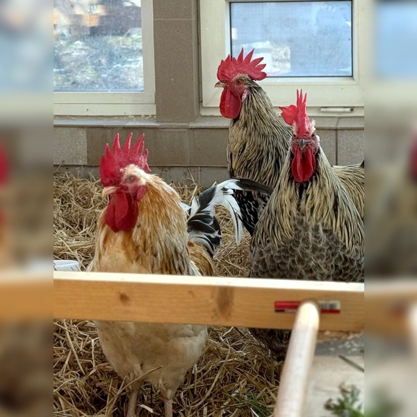 Micki, Apocalypso &amp; Drachenlord. (Foto: Tierheim Riem)