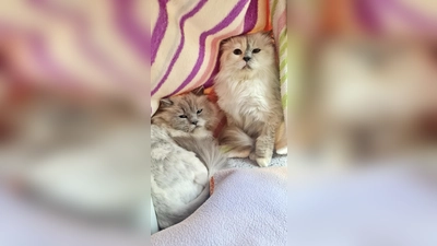 Fabienne und Beaufort. (Foto: Tierheim Riem)