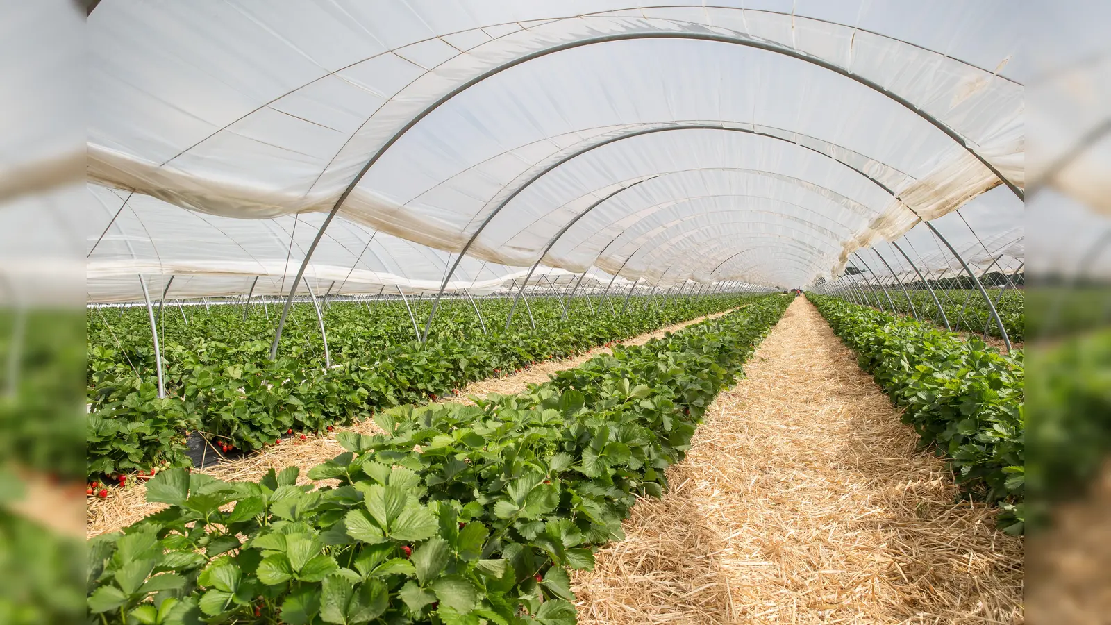 Verfrühungstunnel (auch Hochtunnel genannt) kommen immer häufiger zum Einsatz im Erdbeer-Anbau. (Foto: VSSE e.V./Christoph Göckel)