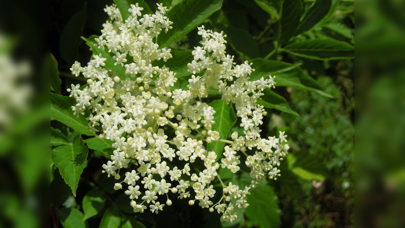 "Sambucus nigra" heißt diese Pflanze, die besser als Holunder bekannt ist. (Foto: Alexandra Baumgarten)