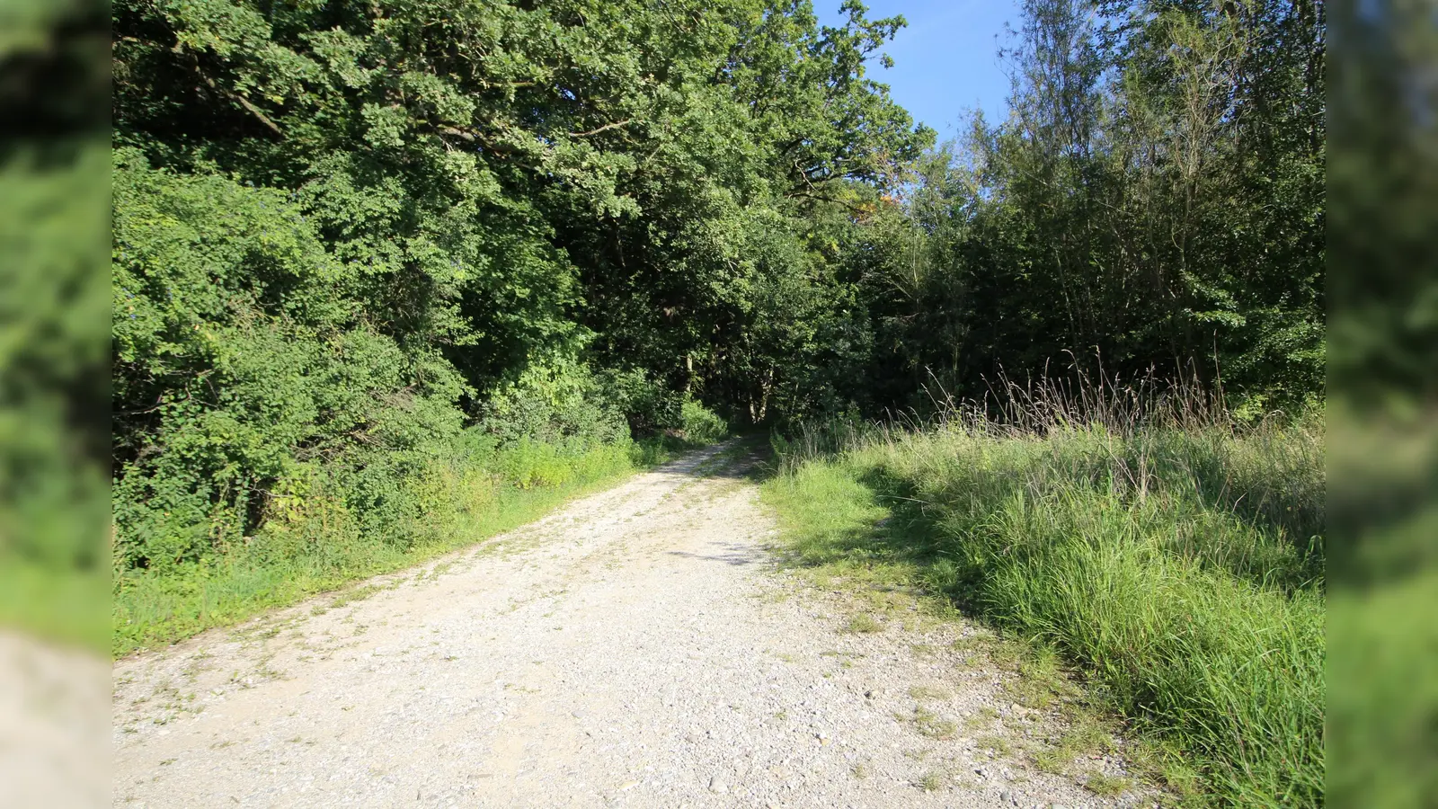 Wohin führt der Weg für den Wald. Die Zukunft des Hofoldinger Forstes als Windkraftstandort droht. Noch sind in dieser Momentaufnahme aus Otterloh die Rotoren nicht im Anflug. (Foto: RedHe)