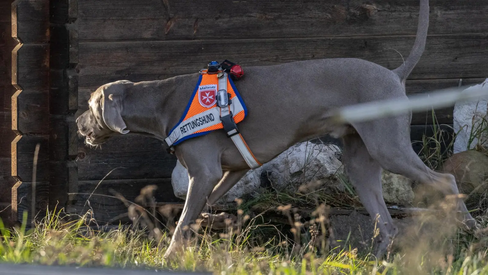Zum dreitägigen Symposium für Rettungshundeteams wurde in die Stadthalle Germering eingeladen. (Foto: Stefan Vogel)