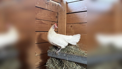 Die schüchterne Zwerghenne Lola würde sich über die Gesellschaft anderer Hühner freuen. (Foto: Tierheim Riem)