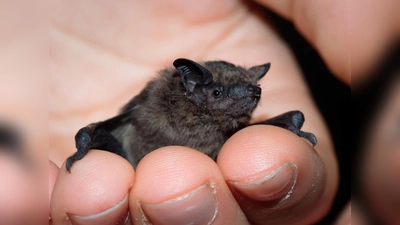 Auf Fledermaus-Pirsch kann man mit dem Bund Naturschutz am 25. Juli gehen.  (Foto: Felix Schubert)