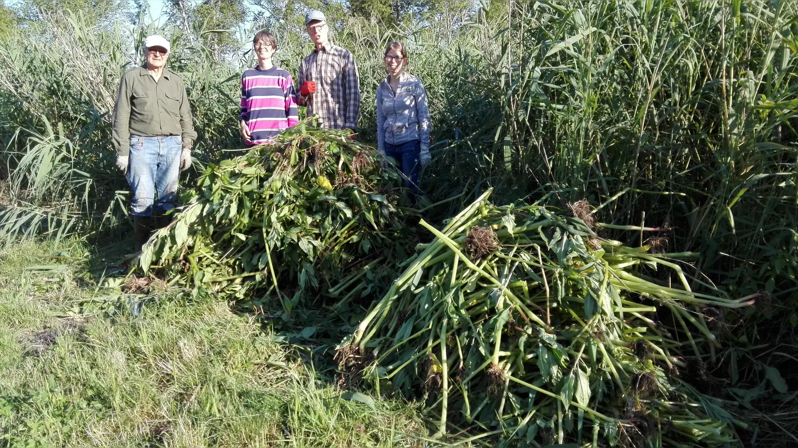 Freiwillige bei der Neophytenaktion im Moos bei den Mühlen, zu der der Bund Naturschutz aufgerufen hatte.  (Foto: BN )