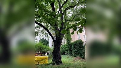 Zum Teil über 100 Jahre alt sind die Bäume im Innenhof der Lindenschmitstraße 25. Noch stehen sie.  (Foto: Florentine Schiemenz)