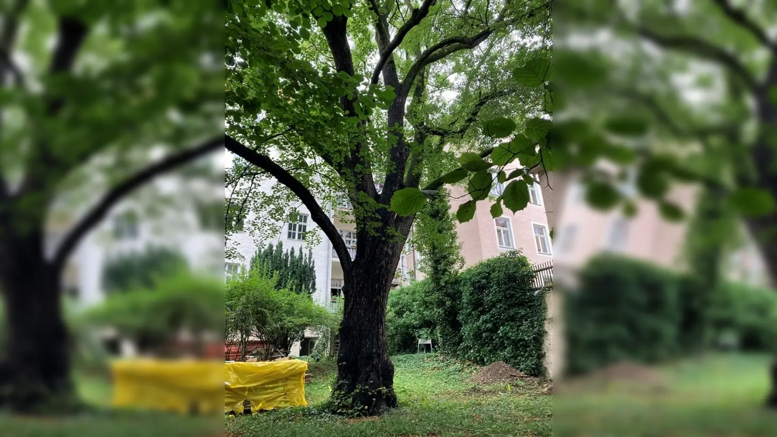 Zum Teil über 100 Jahre alt sind die Bäume im Innenhof der Lindenschmitstraße 25. Noch stehen sie.  (Foto: Florentine Schiemenz)