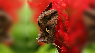 Gammaeulen sind Meister im Tarnen – die Oberflächenstruktur ähnelt einer Baumrinde. (Foto: Tierschutzverein München e.V.)