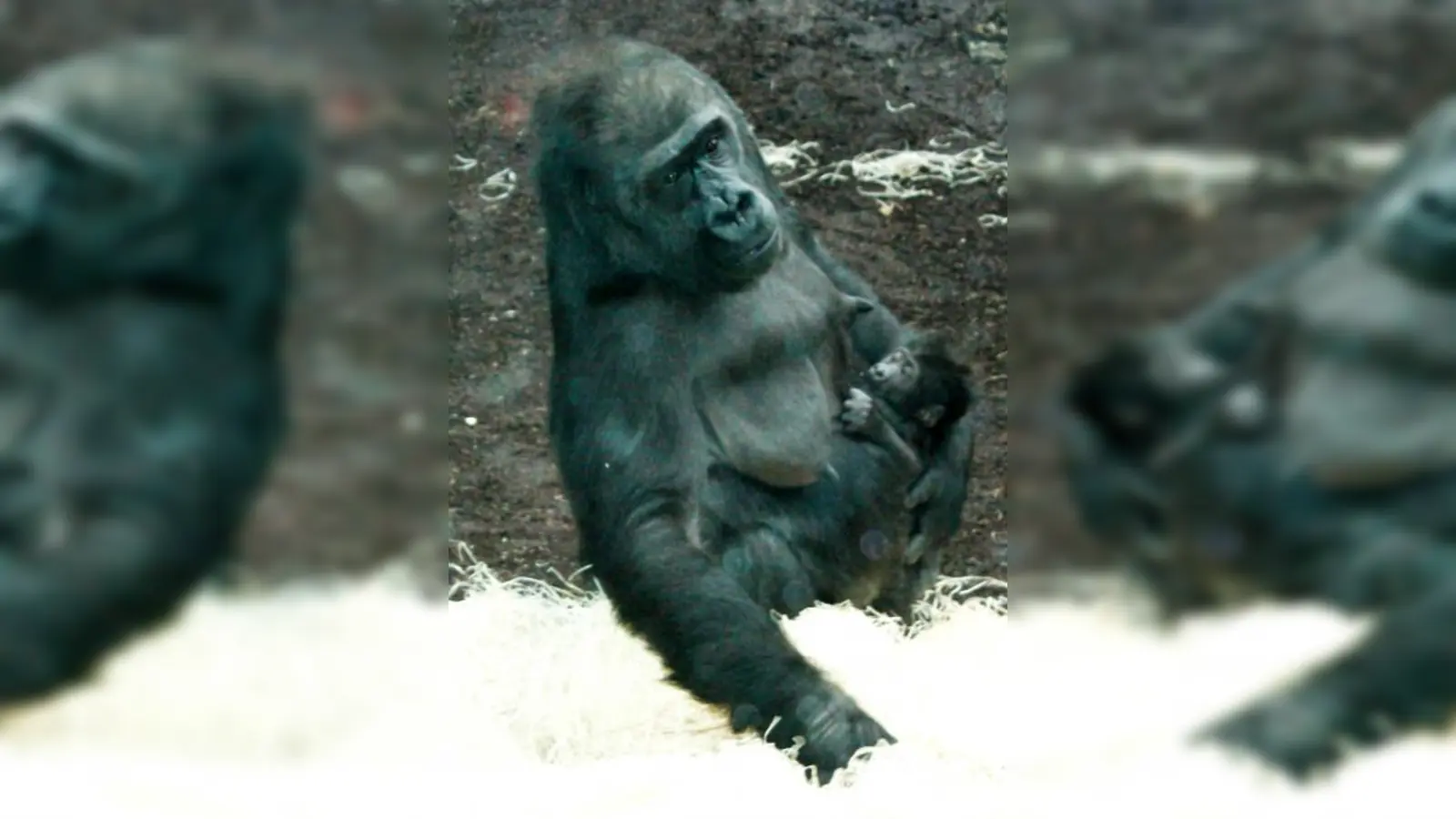 Eine stolze Mutter und ihr Nachwuchs: Liebevoll hält Gorilla-Dame Bagira ihr Baby im Arm, das von seinem Paten, Dr. Josef Kastenberger, auf den Namen Kajolu getauft wurde.